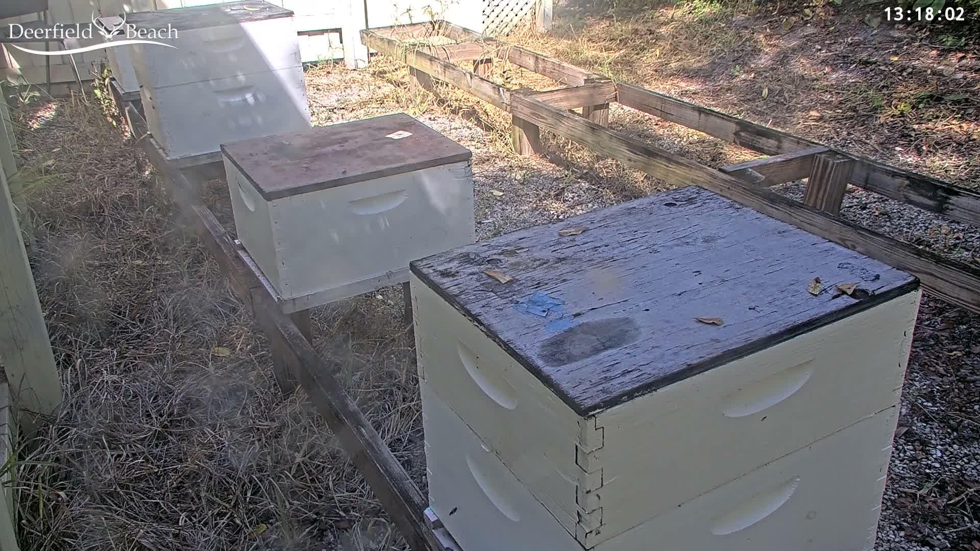Deerfield Beach City Bee Apiary Farm Live Cam - Deerfield Beach, Broward, Florida, USA