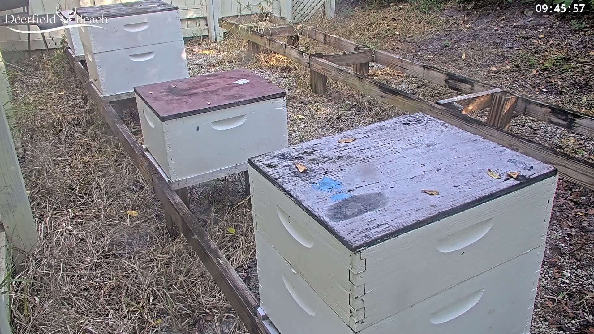 Deerfield Beach City Bee Apiary Farm Live Cam - Deerfield Beach, Broward, Florida, USA