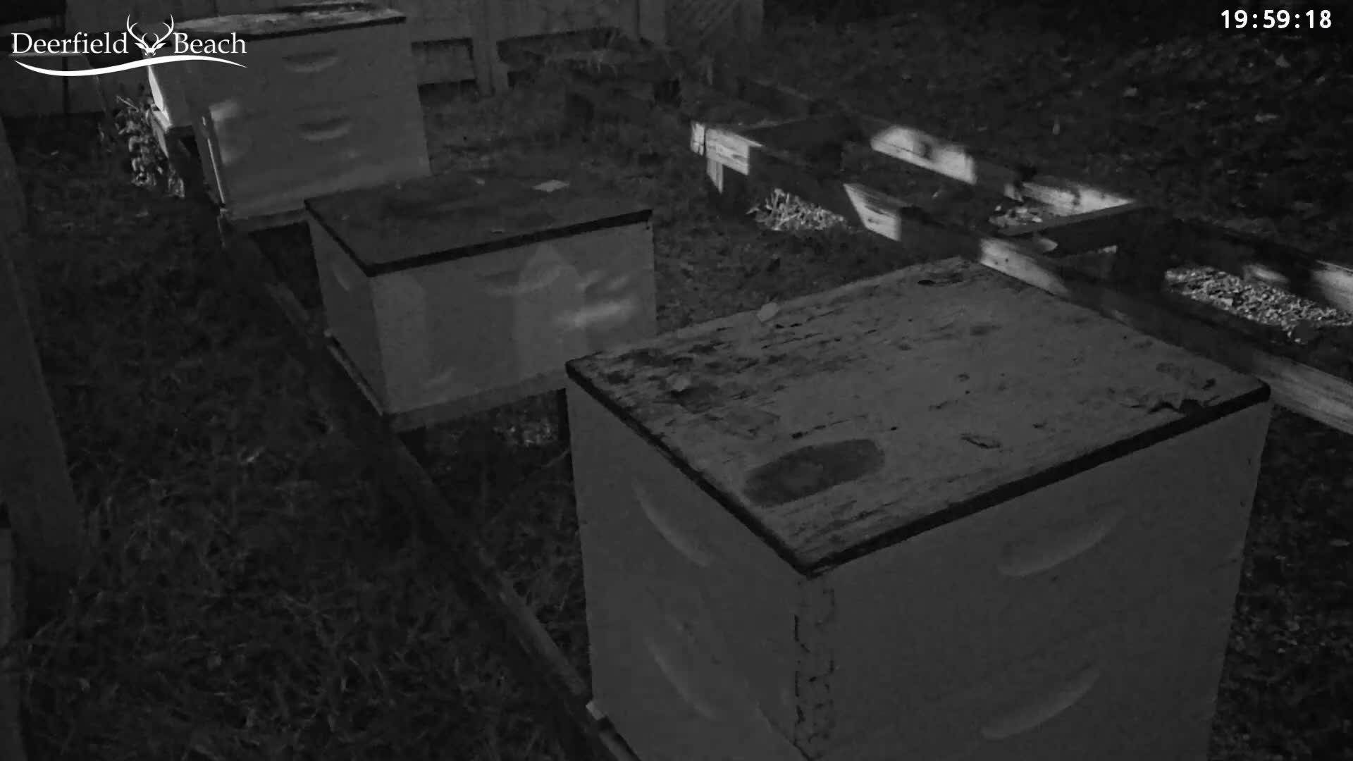 Deerfield Beach City Bee Apiary Farm Live Cam - Deerfield Beach, Broward, Florida, USA