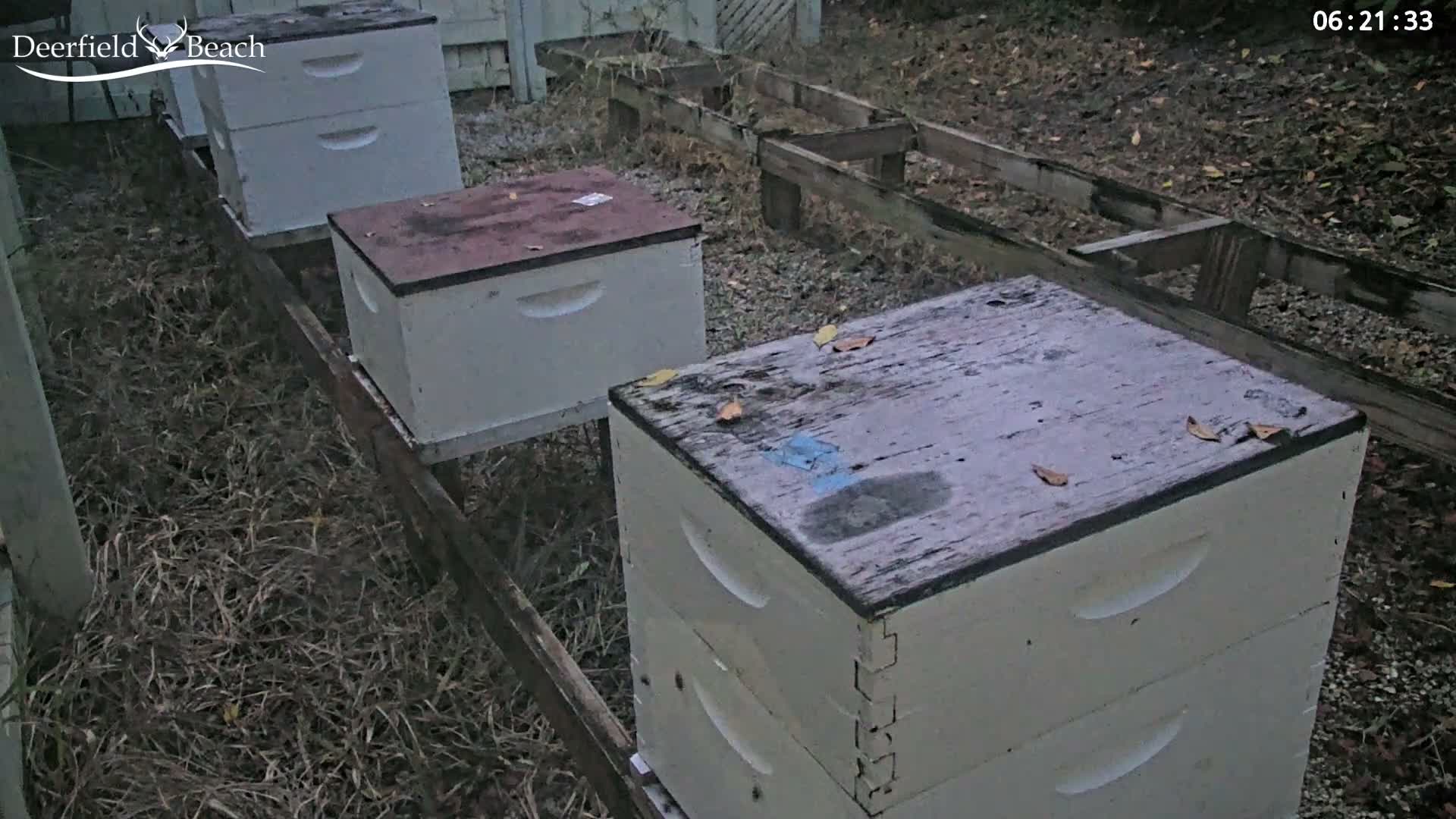 Deerfield Beach City Bee Apiary Farm Live Cam - Deerfield Beach, Broward, Florida, USA