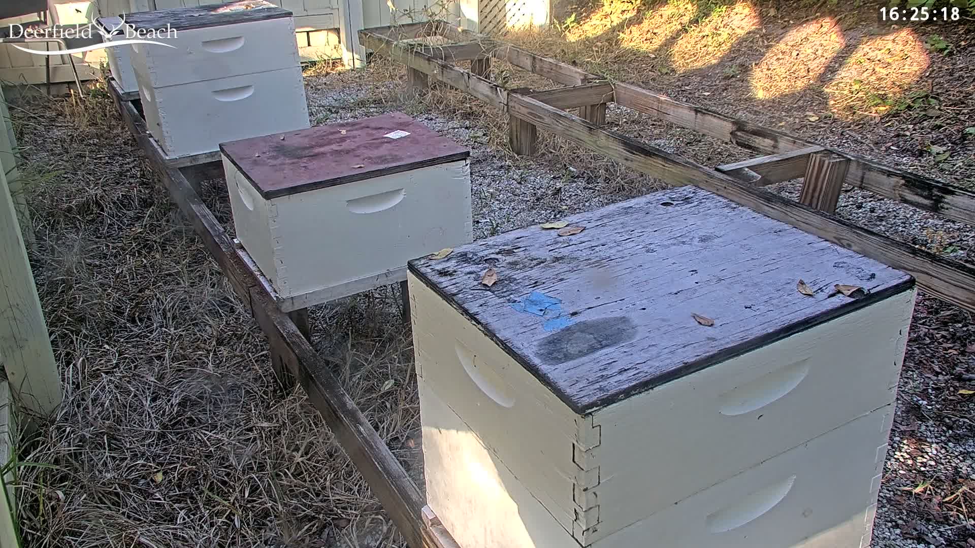 Deerfield Beach City Bee Apiary Farm Live Cam - Deerfield Beach, Broward, Florida, USA