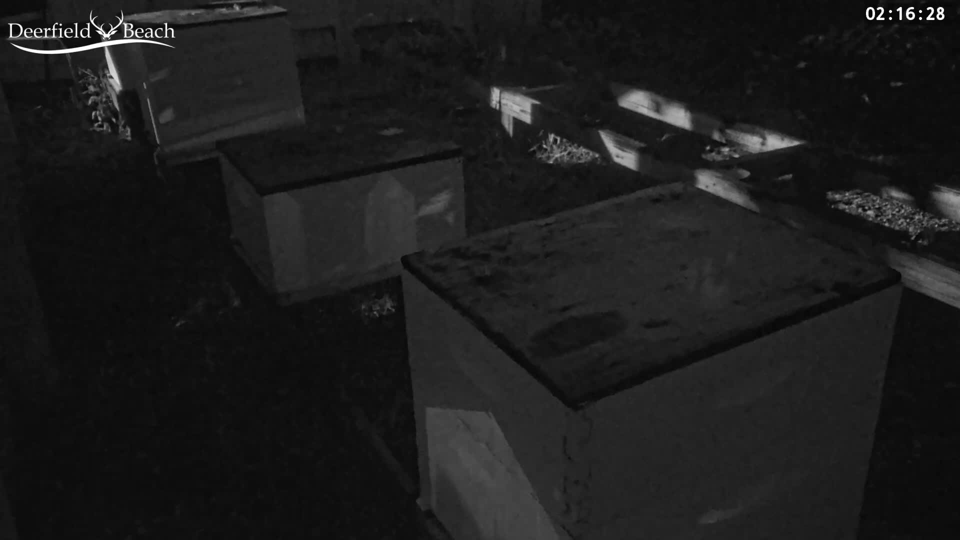 Deerfield Beach City Bee Apiary Farm Live Cam - Deerfield Beach, Broward, Florida, USA