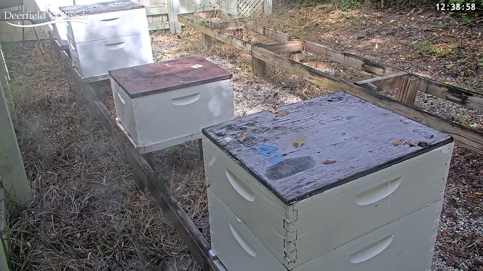 Deerfield Beach City Bee Apiary Farm Live Cam - Deerfield Beach, Broward, Florida, USA