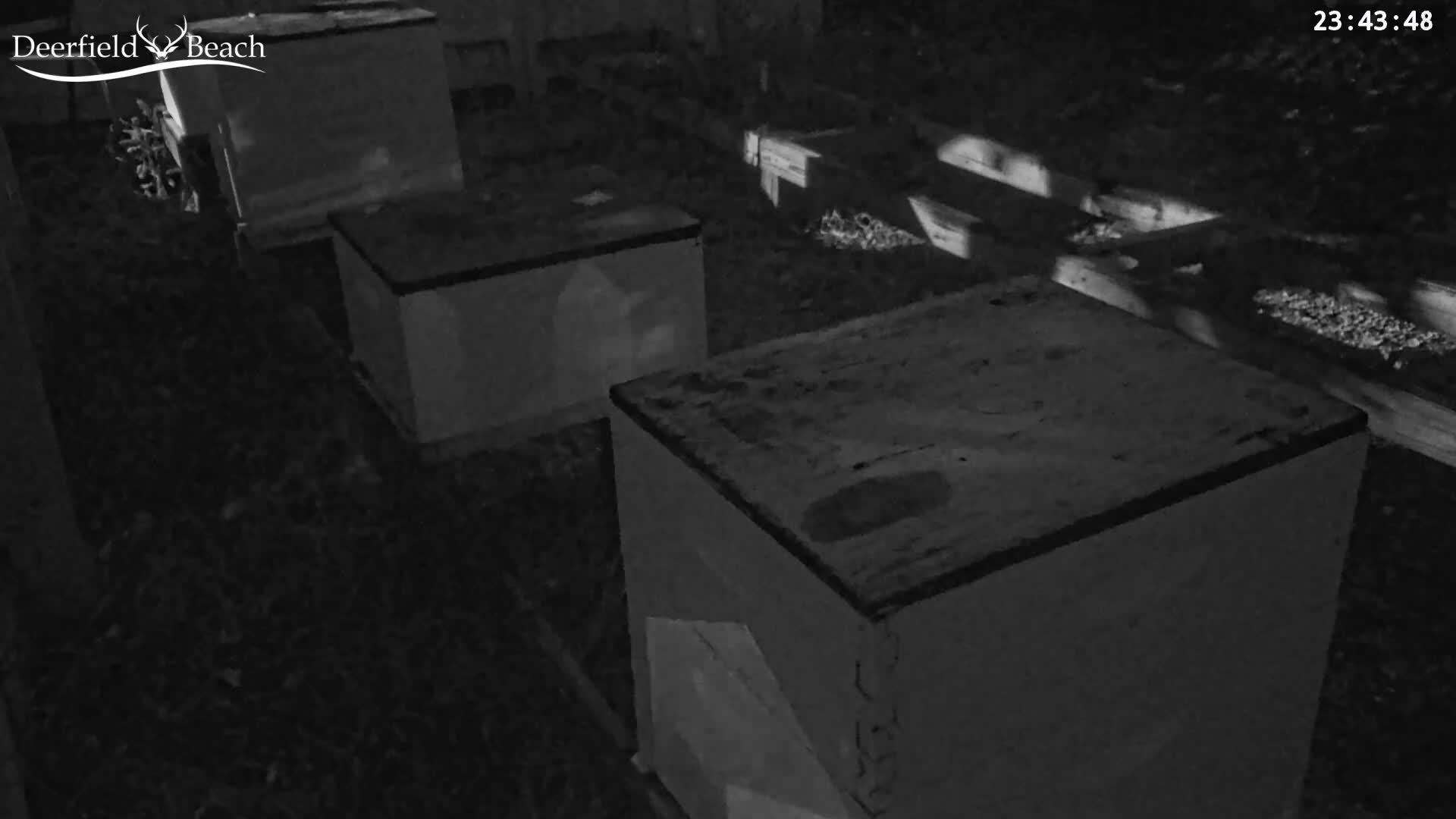 Deerfield Beach City Bee Apiary Farm Live Cam - Deerfield Beach, Broward, Florida, USA