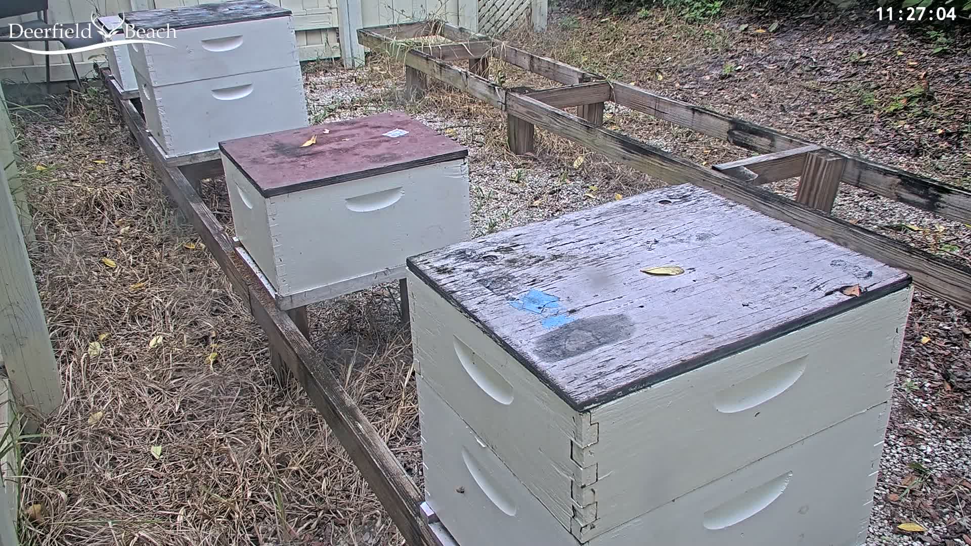 Deerfield Beach City Bee Apiary Farm Live Cam - Deerfield Beach, Broward, Florida, USA