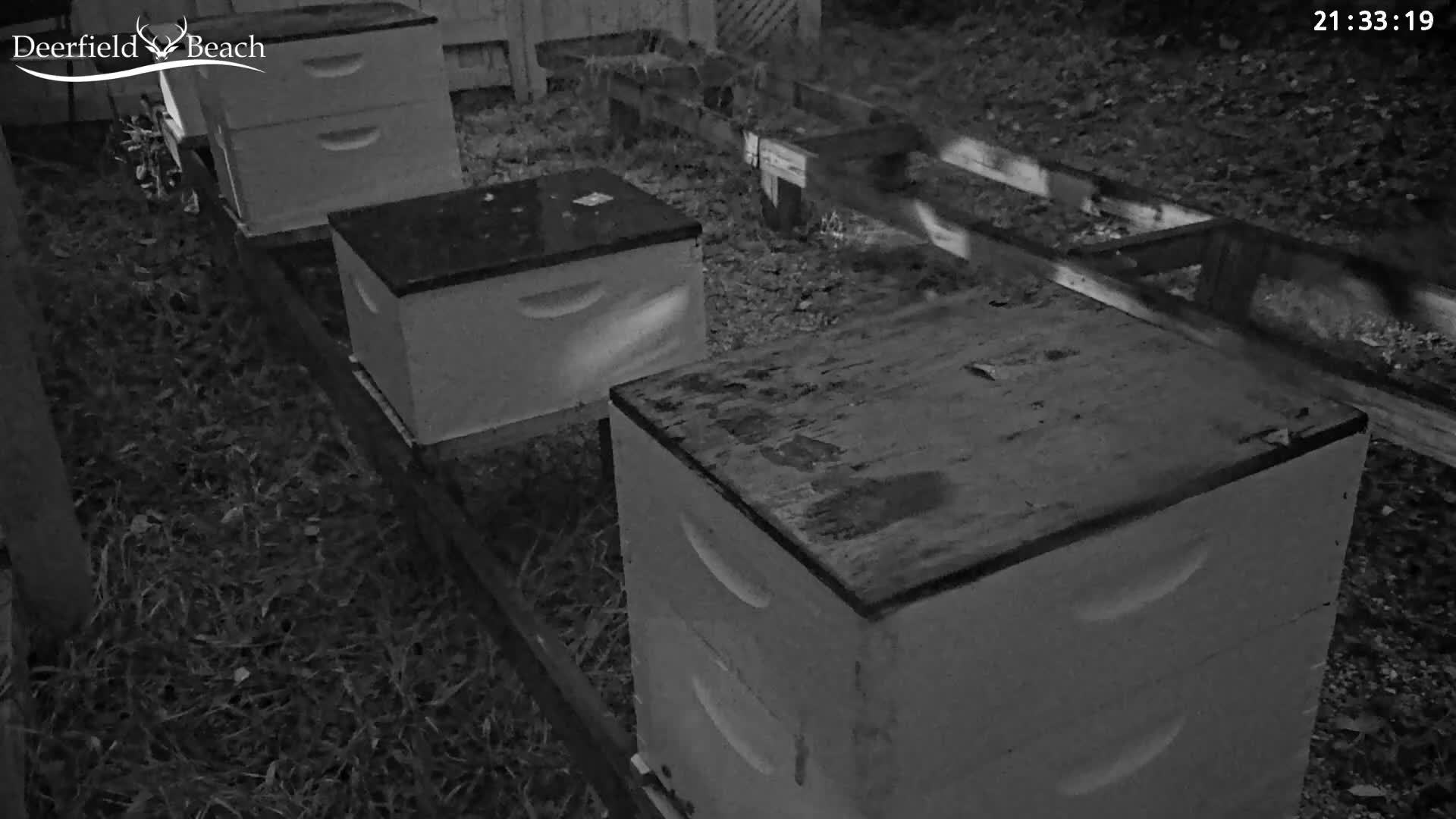 Deerfield Beach City Bee Apiary Farm Live Cam - Deerfield Beach, Broward, Florida, USA
