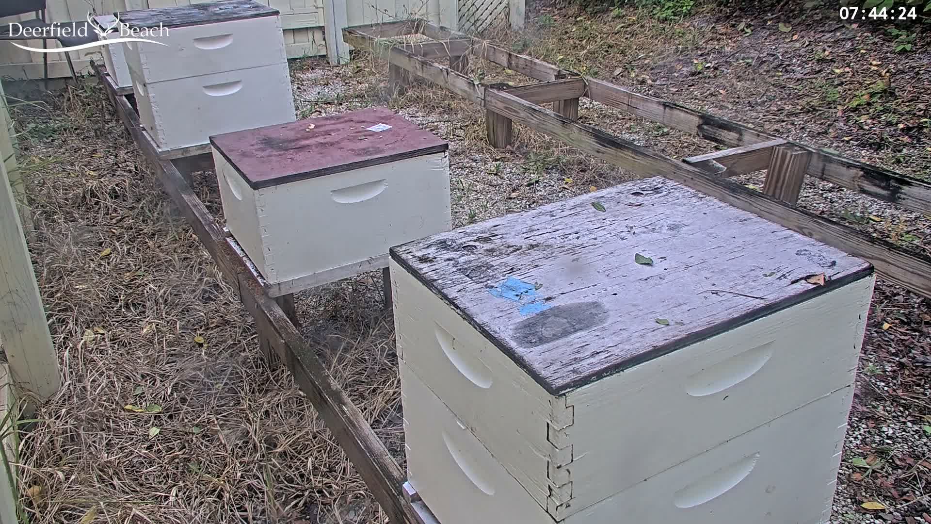 Deerfield Beach City Bee Apiary Farm Live Cam - Deerfield Beach, Broward, Florida, USA
