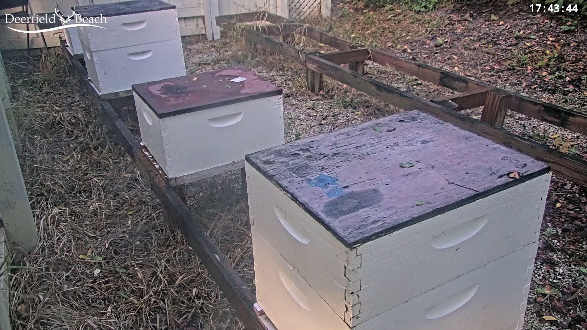 Deerfield Beach City Bee Apiary Farm Live Cam - Deerfield Beach, Broward, Florida, USA