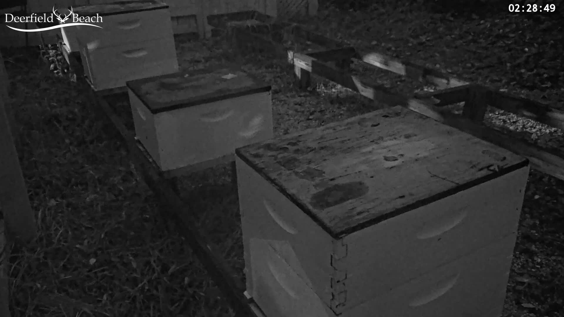 Several wooden beehives are arranged on stands in a dimly lit, grassy outdoor area at night.