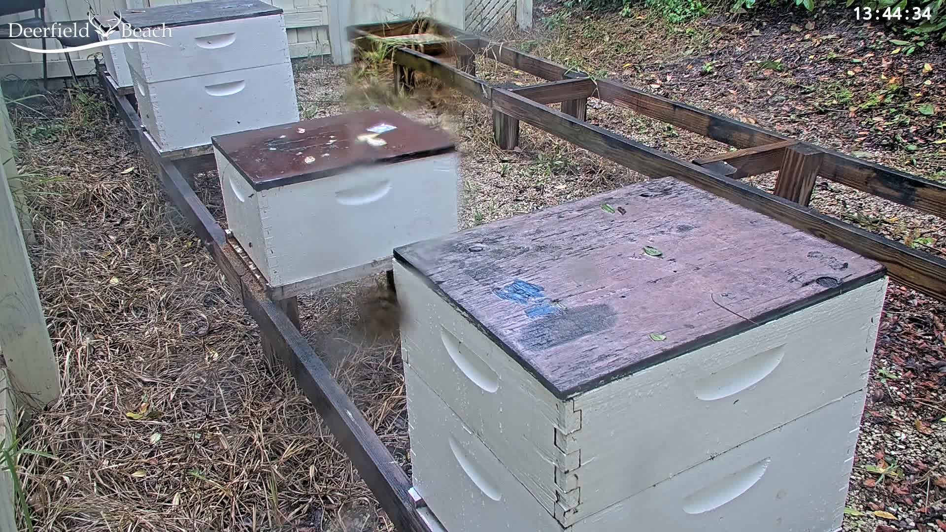 Deerfield Beach City Bee Apiary Farm Live Cam - Deerfield Beach, Broward, Florida, USA