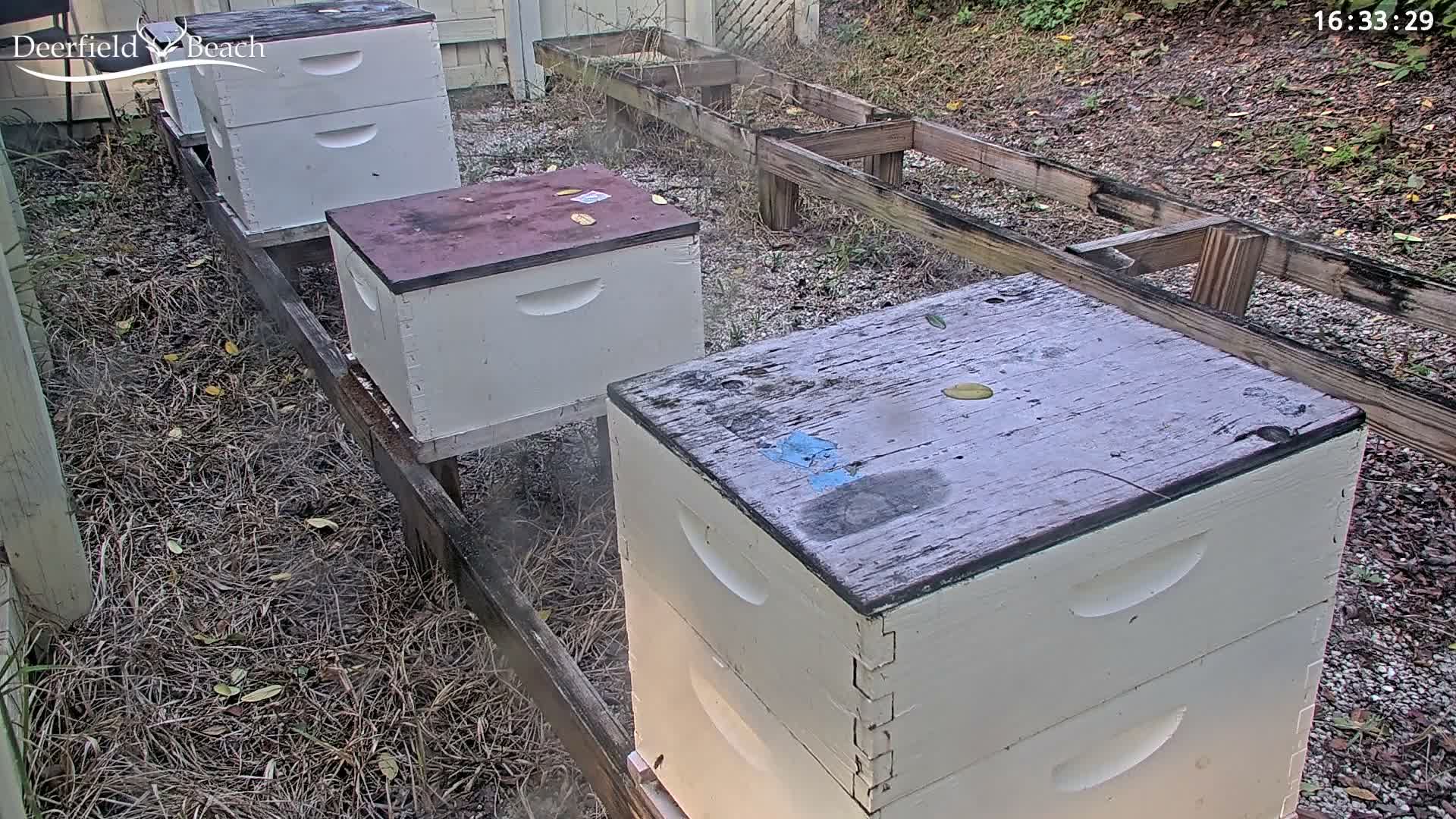 Deerfield Beach City Bee Apiary Farm Live Cam - Deerfield Beach, Broward, Florida, USA