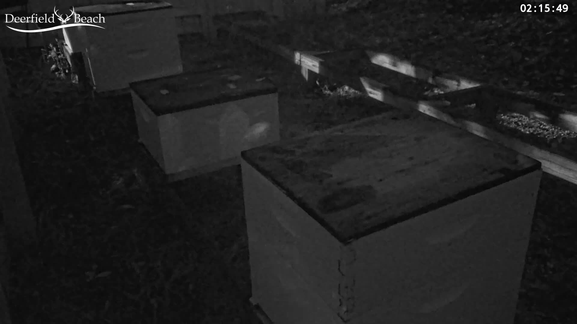 Deerfield Beach City Bee Apiary Farm Live Cam - Deerfield Beach, Broward, Florida, USA