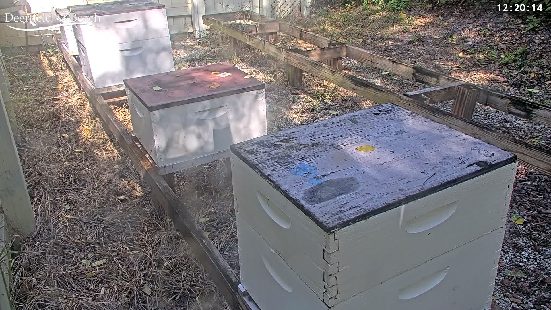 Deerfield Beach City Bee Apiary Farm Live Cam - Deerfield Beach, Broward, Florida, USA