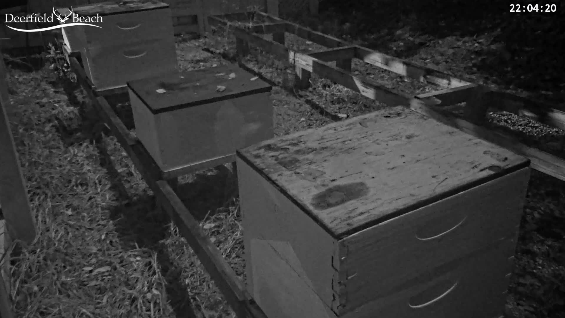 Deerfield Beach City Bee Apiary Farm Live Cam - Deerfield Beach, Broward, Florida, USA
