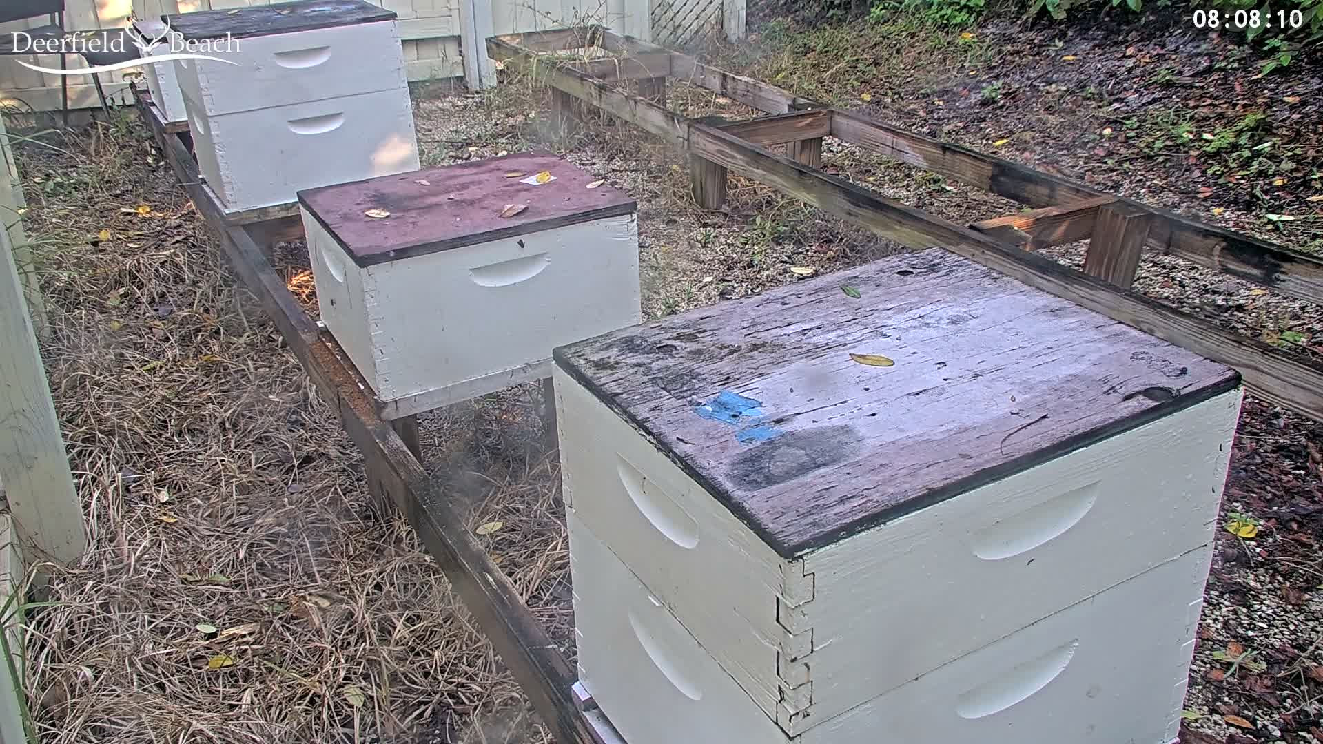 Deerfield Beach City Bee Apiary Farm Live Cam - Deerfield Beach, Broward, Florida, USA