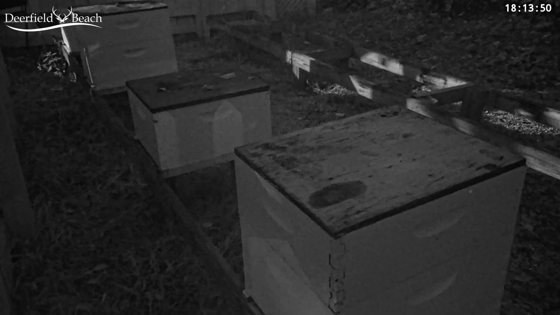 Deerfield Beach City Bee Apiary Farm Live Cam - Deerfield Beach, Broward, Florida, USA