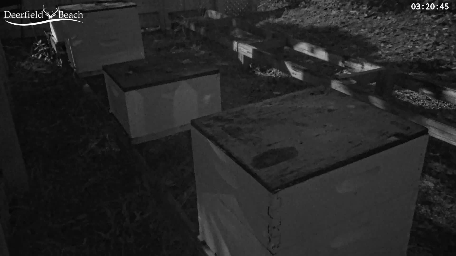 Three white beehives are arranged in a row on sparse, grassy ground next to a wooden fence outdoors, under clear night conditions.