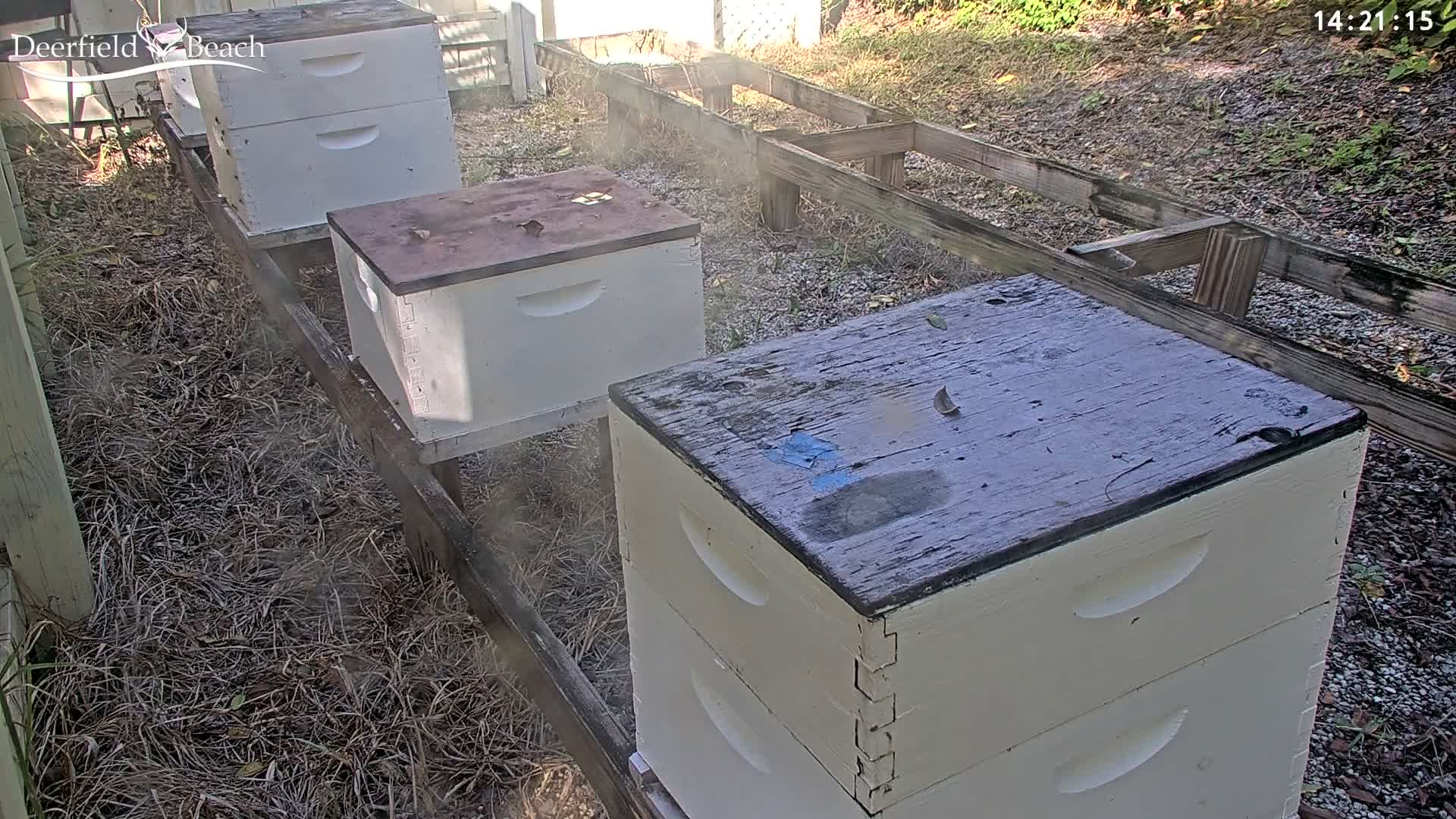 Deerfield Beach City Bee Apiary Farm Live Cam - Deerfield Beach, Broward, Florida, USA