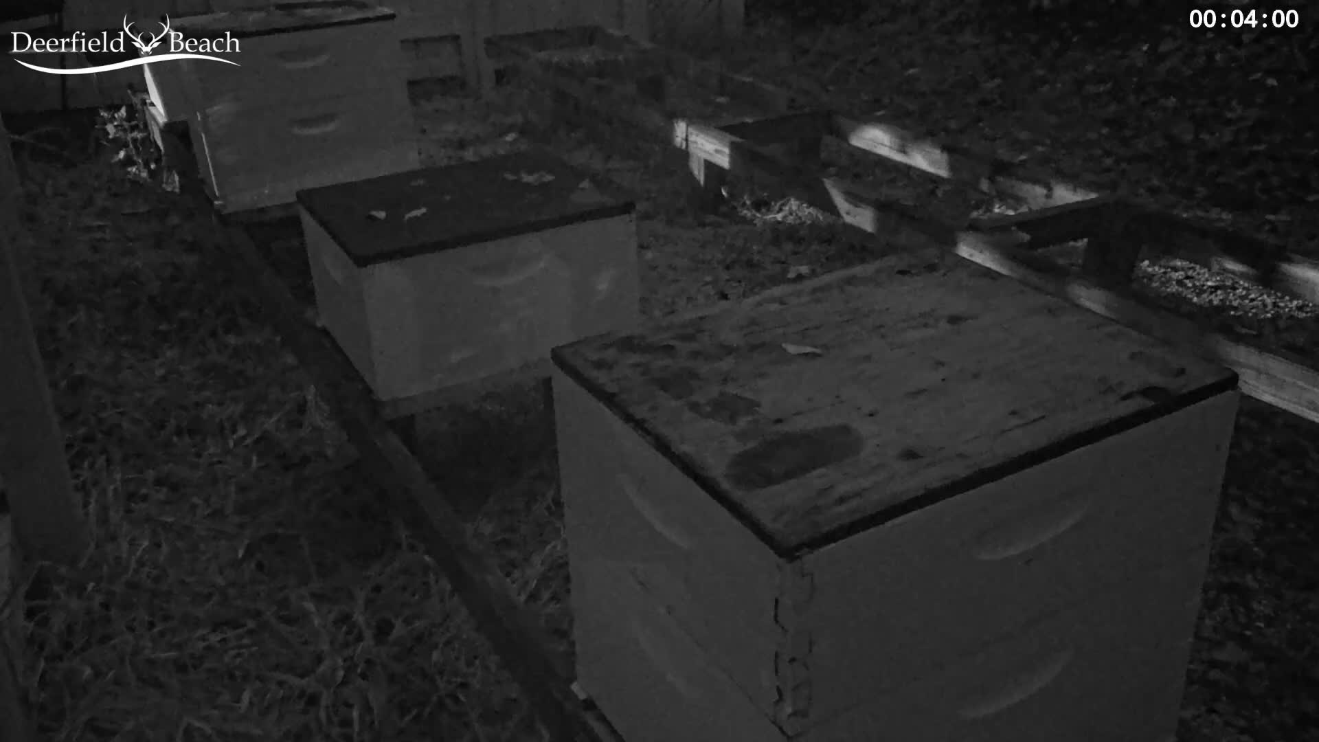 Deerfield Beach City Bee Apiary Farm Live Cam - Deerfield Beach, Broward, Florida, USA