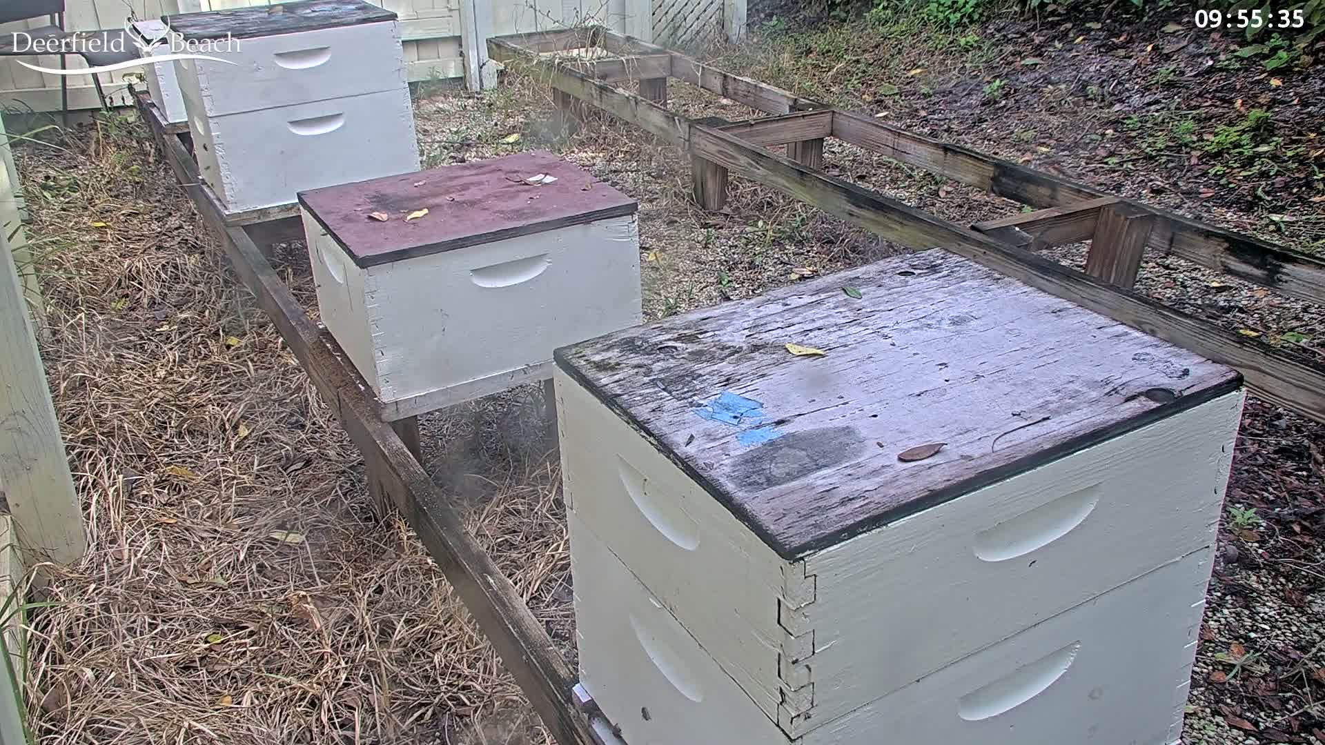 Deerfield Beach City Bee Apiary Farm Live Cam - Deerfield Beach, Broward, Florida, USA