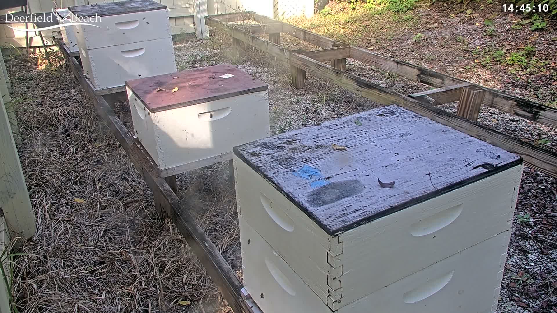 Deerfield Beach City Bee Apiary Farm Live Cam - Deerfield Beach, Broward, Florida, USA