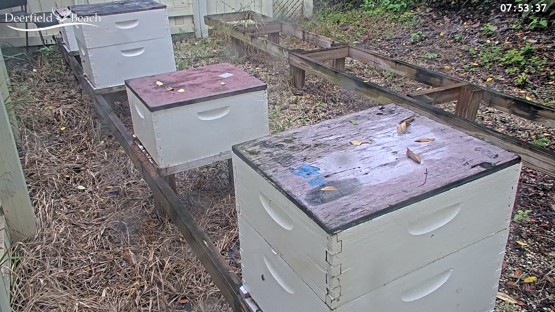 Deerfield Beach City Bee Apiary Farm Live Cam - Deerfield Beach, Broward, Florida, USA