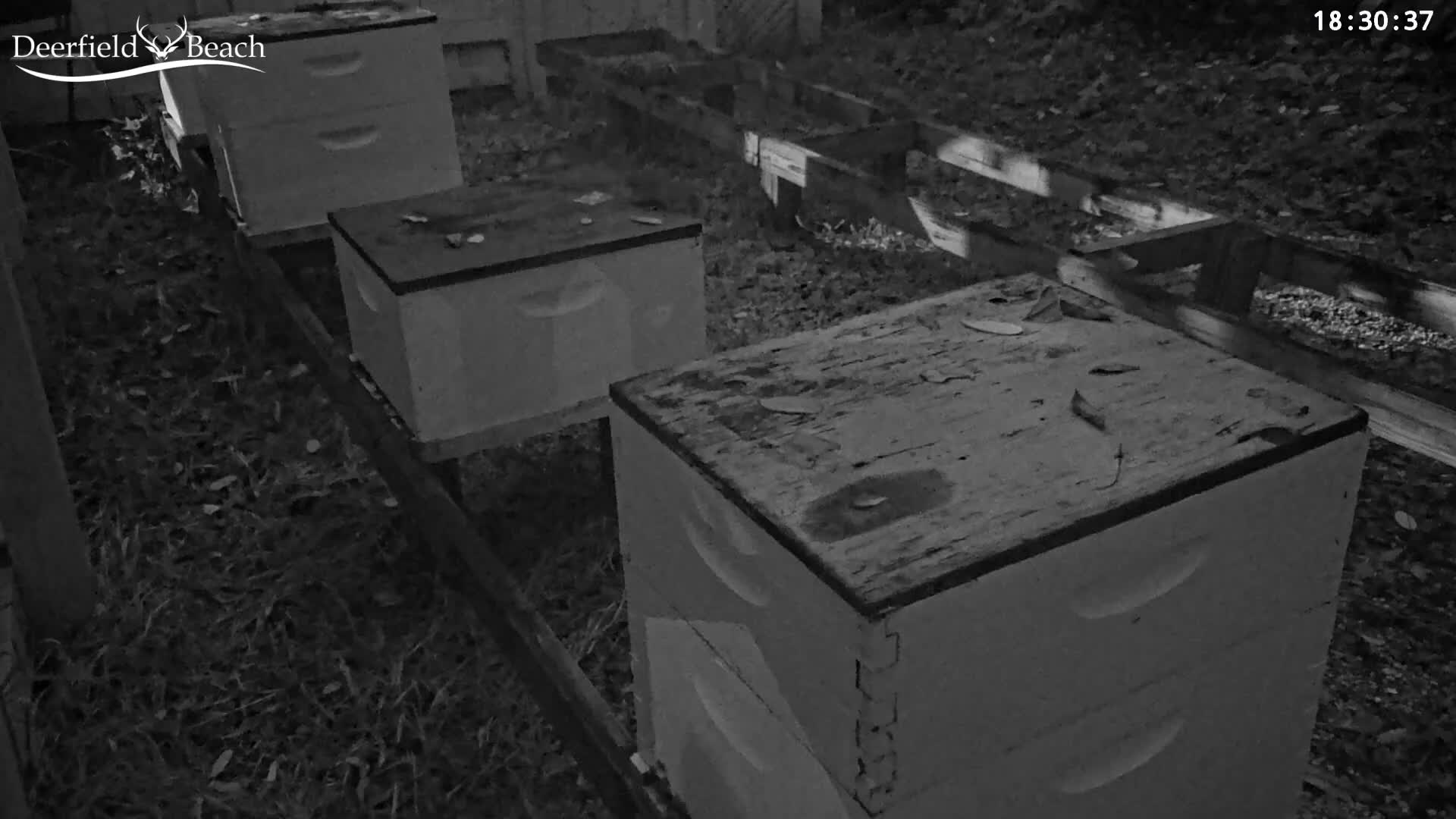 Three white beehives are arranged in a row on sparse, grassy ground next to a wooden fence outdoors, under clear night conditions.