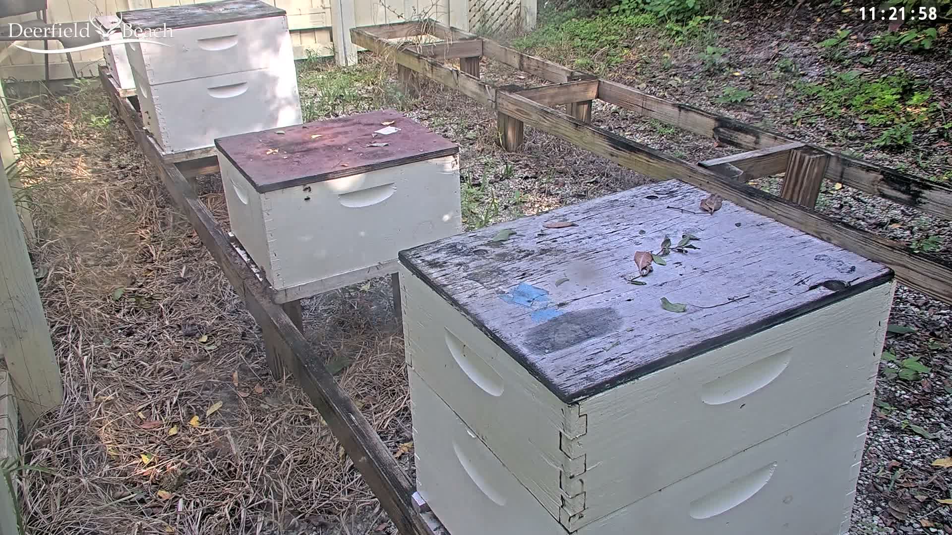 Deerfield Beach City Bee Apiary Farm Live Cam - Deerfield Beach, Broward, Florida, USA