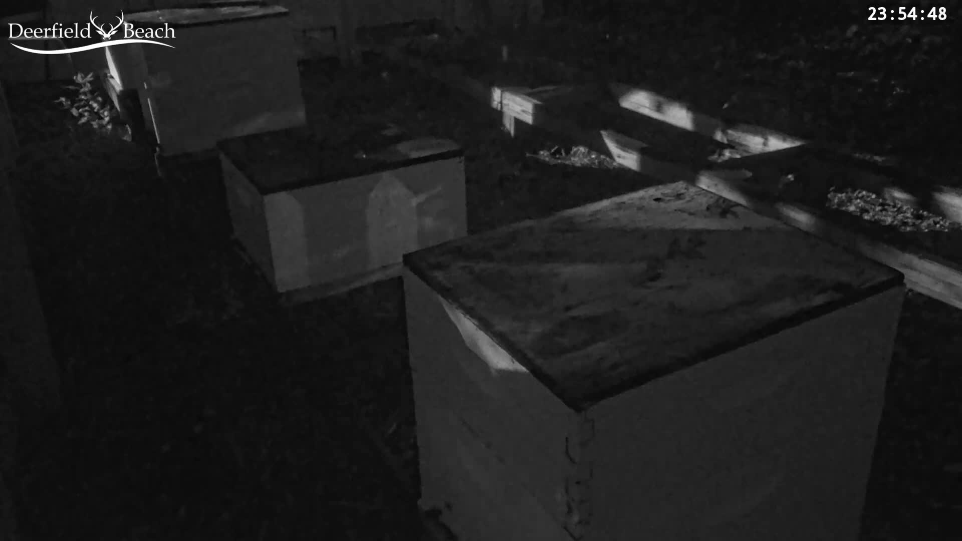 Deerfield Beach City Bee Apiary Farm Live Cam - Deerfield Beach, Broward, Florida, USA