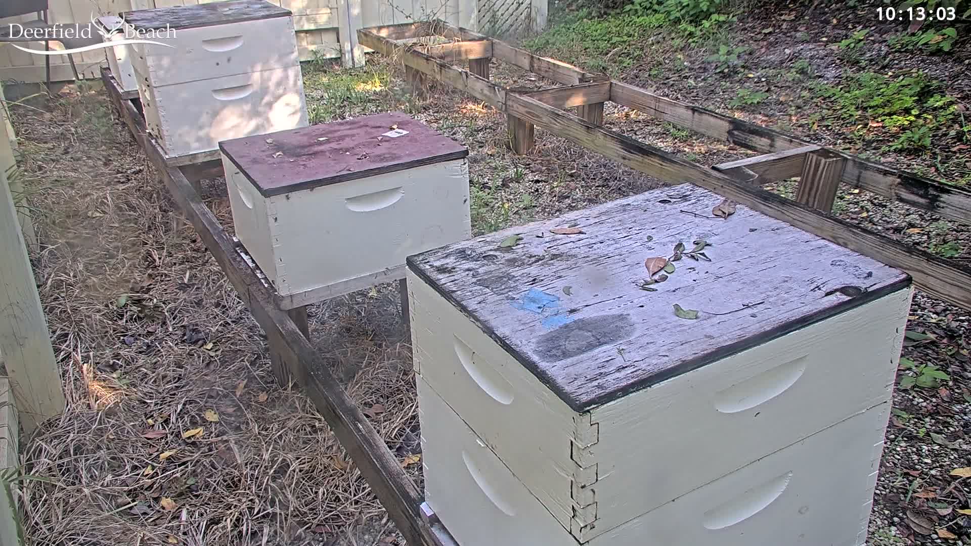 Deerfield Beach City Bee Apiary Farm Live Cam - Deerfield Beach, Broward, Florida, USA
