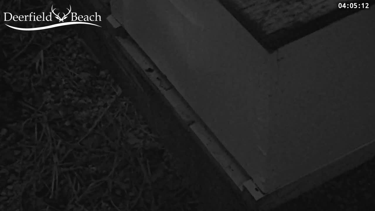 Deerfield Beach City Bee Apiary Farm Live Cam - Deerfield Beach, Broward, Florida, USA