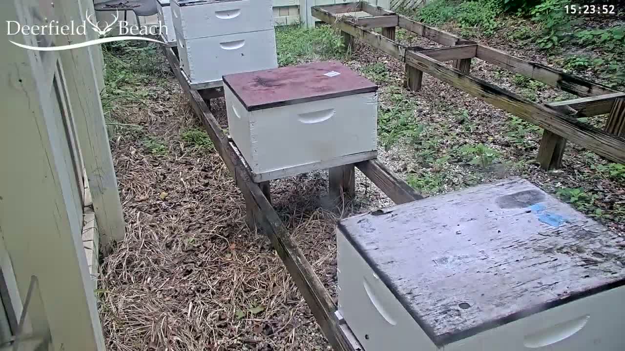 Deerfield Beach City Bee Apiary Farm Live Cam - Deerfield Beach, Broward, Florida, USA