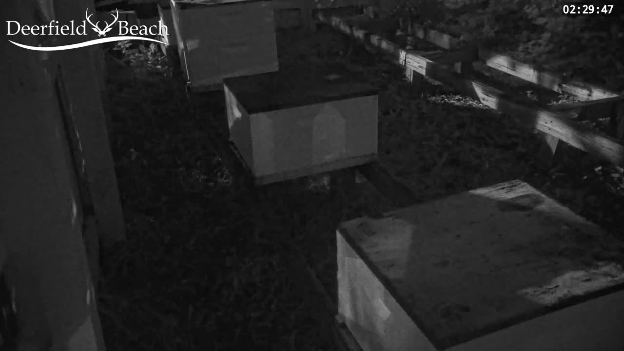 Deerfield Beach City Bee Apiary Farm Live Cam - Deerfield Beach, Broward, Florida, USA