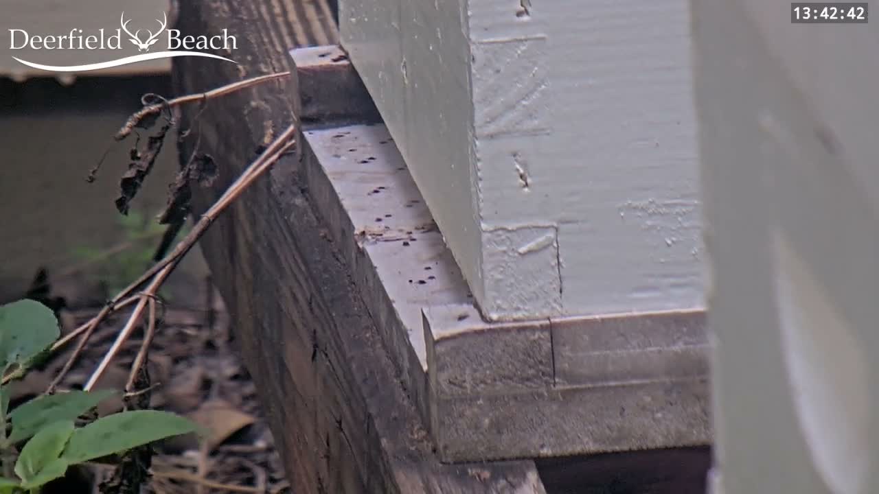Deerfield Beach City Bee Apiary Farm Live Cam - Deerfield Beach, Broward, Florida, USA