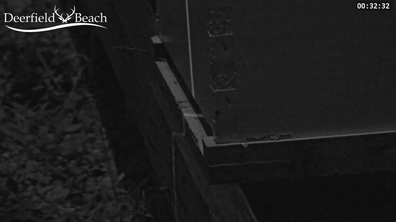 Deerfield Beach City Bee Apiary Farm Live Cam - Deerfield Beach, Broward, Florida, USA