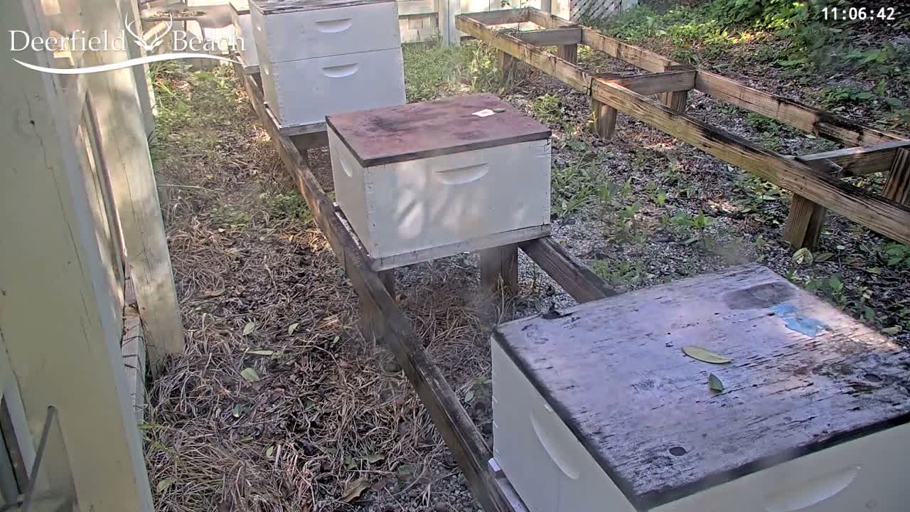 Deerfield Beach City Bee Apiary Farm Live Cam - Deerfield Beach, Broward, Florida, USA