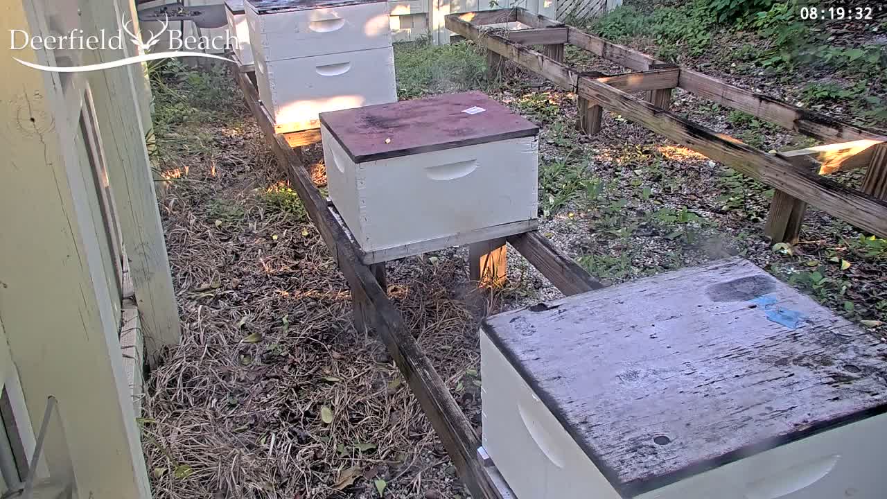 Deerfield Beach City Bee Apiary Farm Live Cam - Deerfield Beach, Broward, Florida, USA
