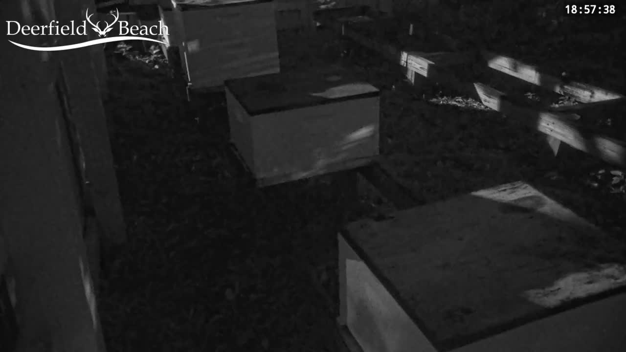 Deerfield Beach City Bee Apiary Farm Live Cam - Deerfield Beach, Broward, Florida, USA