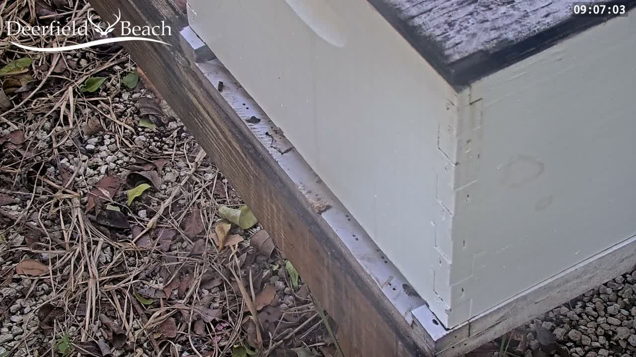 Deerfield Beach City Bee Apiary Farm Live Cam - Deerfield Beach, Broward, Florida, USA