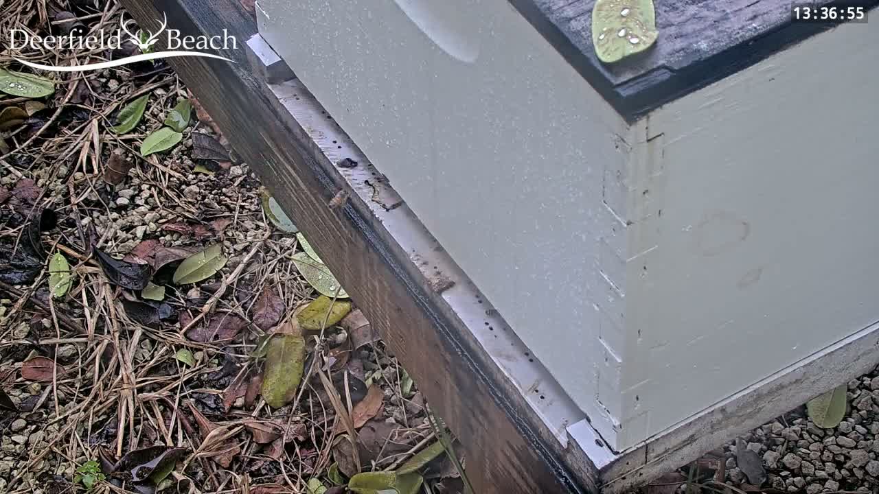 Deerfield Beach City Bee Apiary Farm Live Cam - Deerfield Beach, Broward, Florida, USA