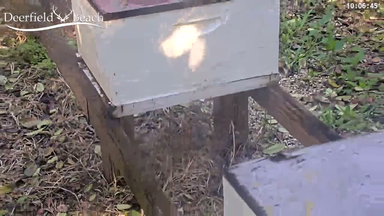 Deerfield Beach City Bee Apiary Farm Live Cam - Deerfield Beach, Broward, Florida, USA