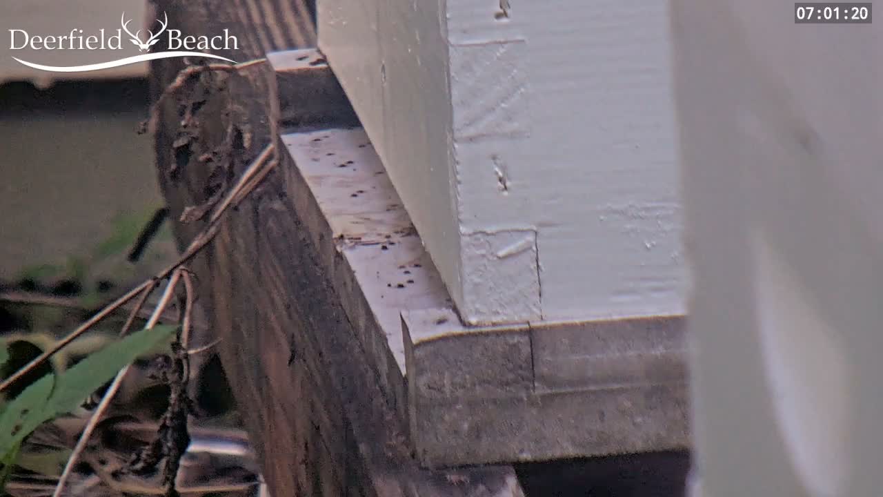 Deerfield Beach City Bee Apiary Farm Live Cam - Deerfield Beach, Broward, Florida, USA