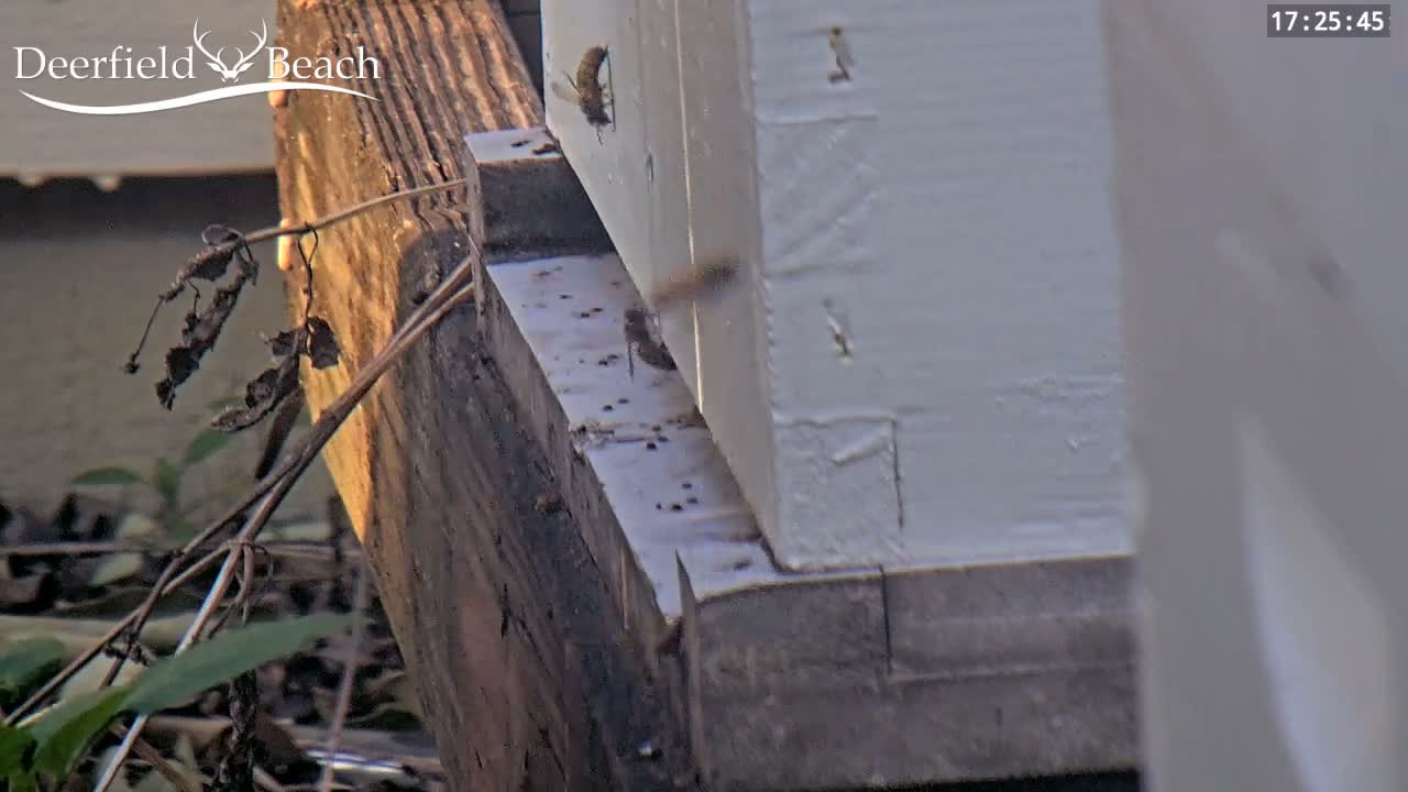 Deerfield Beach City Bee Apiary Farm Live Cam - Deerfield Beach, Broward, Florida, USA