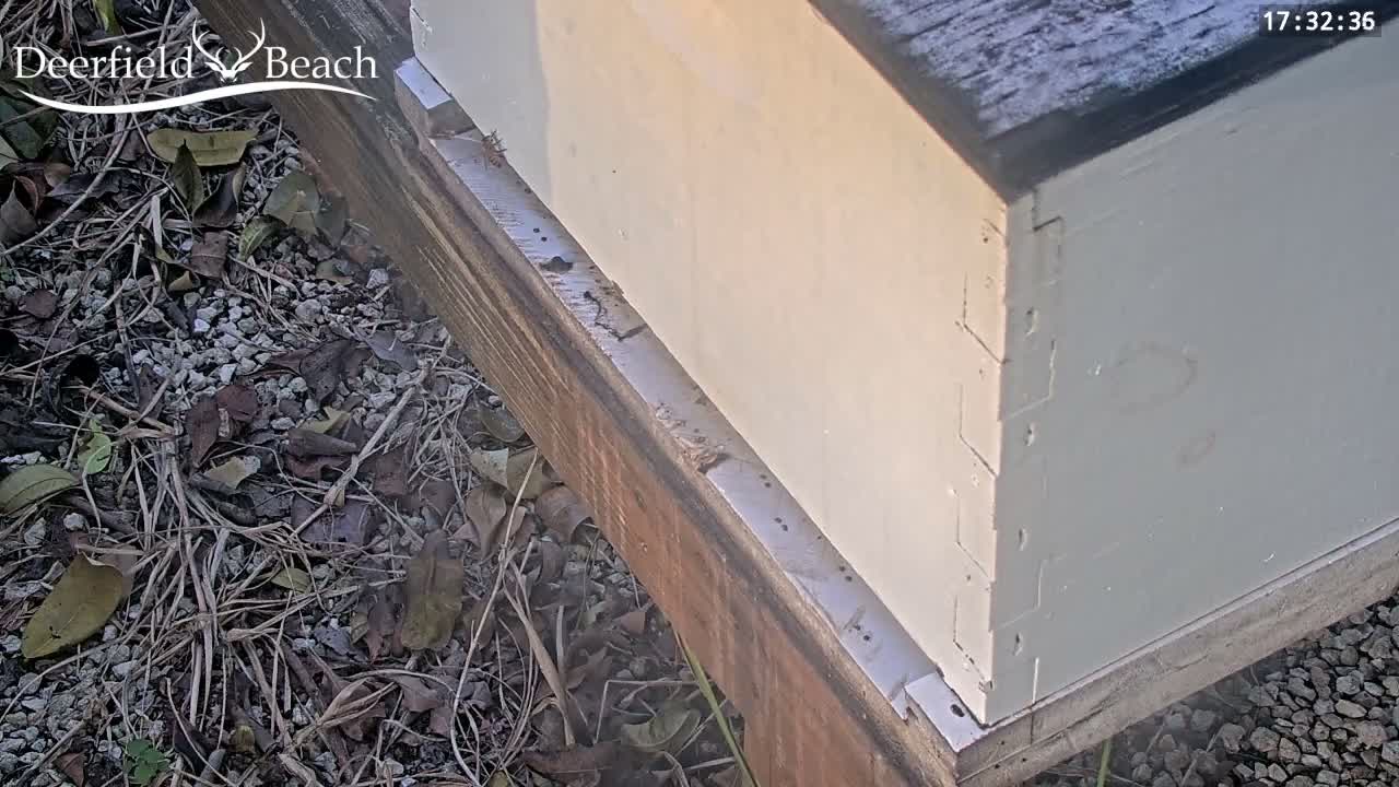 Deerfield Beach City Bee Apiary Farm Live Cam - Deerfield Beach, Broward, Florida, USA