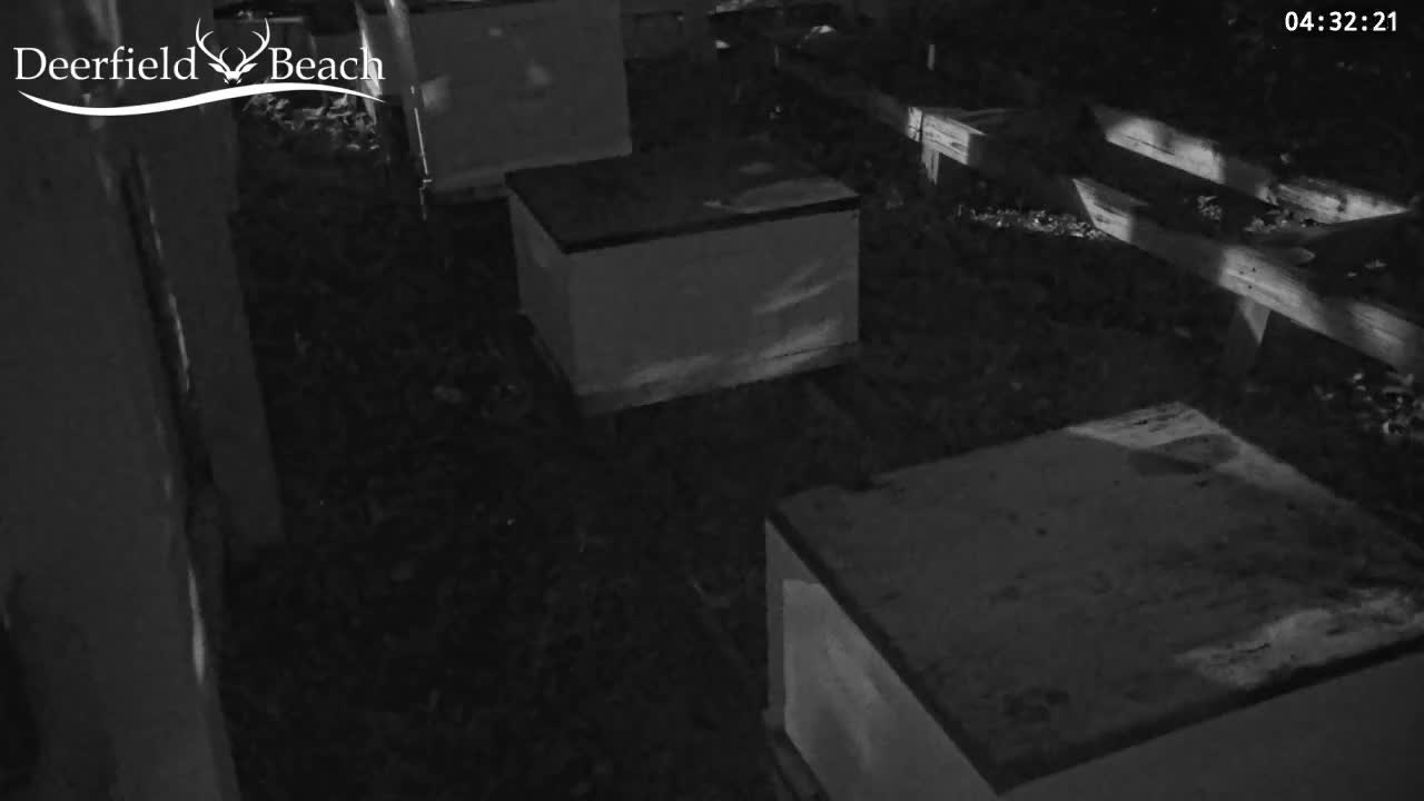 Deerfield Beach City Bee Apiary Farm Live Cam - Deerfield Beach, Broward, Florida, USA
