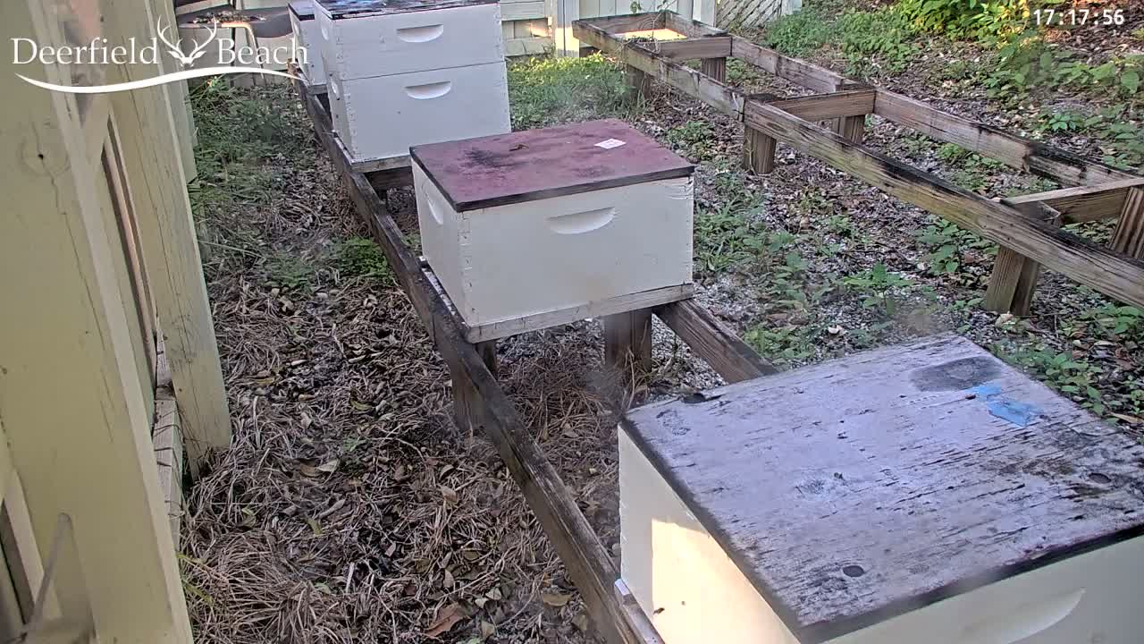 Deerfield Beach City Bee Apiary Farm Live Cam - Deerfield Beach, Broward, Florida, USA