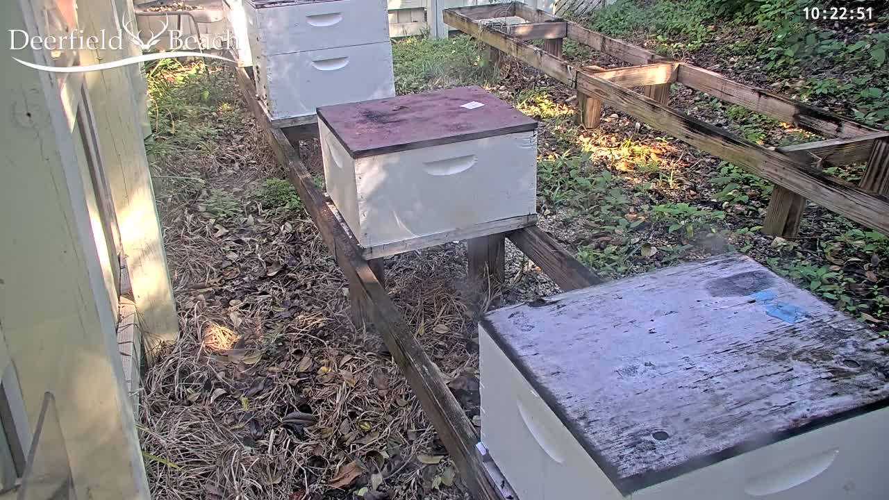 Deerfield Beach City Bee Apiary Farm Live Cam - Deerfield Beach, Broward, Florida, USA