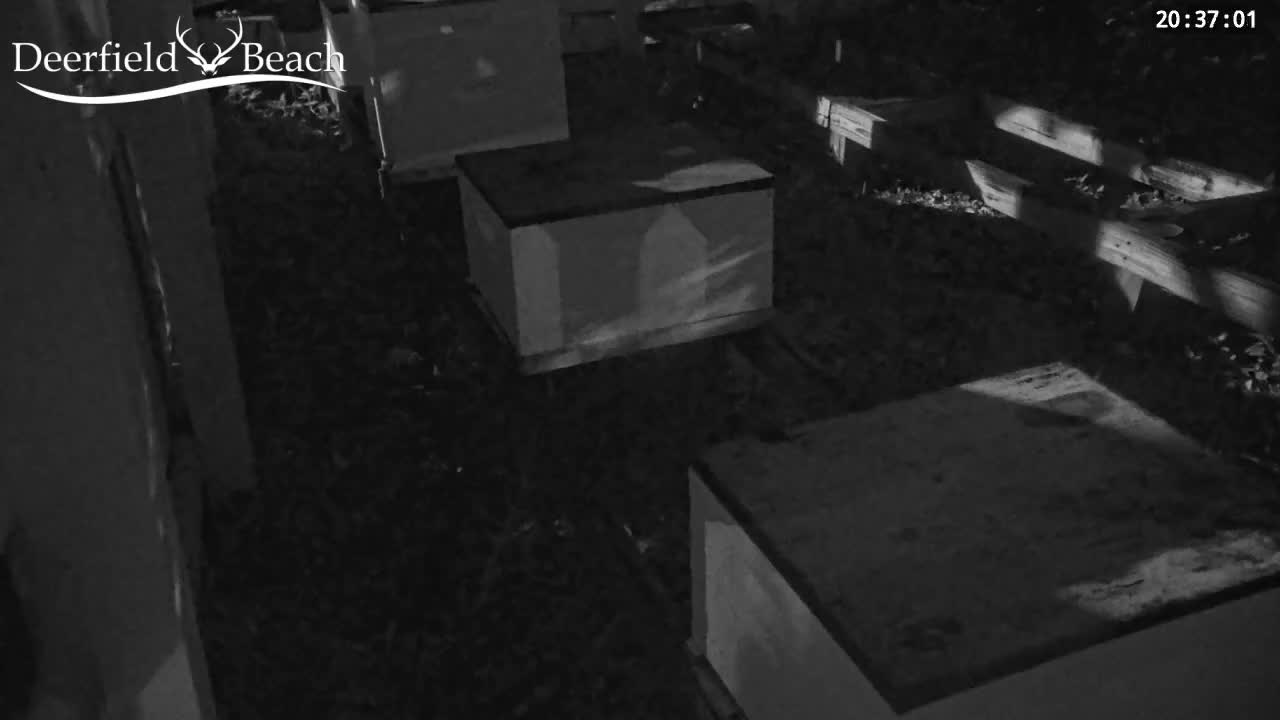 Deerfield Beach City Bee Apiary Farm Live Cam - Deerfield Beach, Broward, Florida, USA