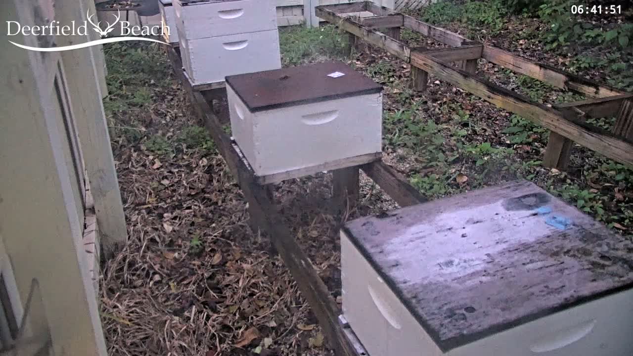 Deerfield Beach City Bee Apiary Farm Live Cam - Deerfield Beach, Broward, Florida, USA