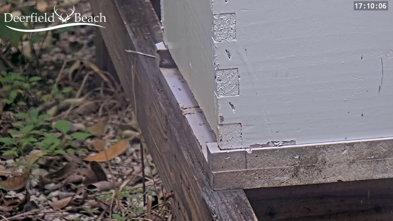 Deerfield Beach City Bee Apiary Farm Live Cam - Deerfield Beach, Broward, Florida, USA